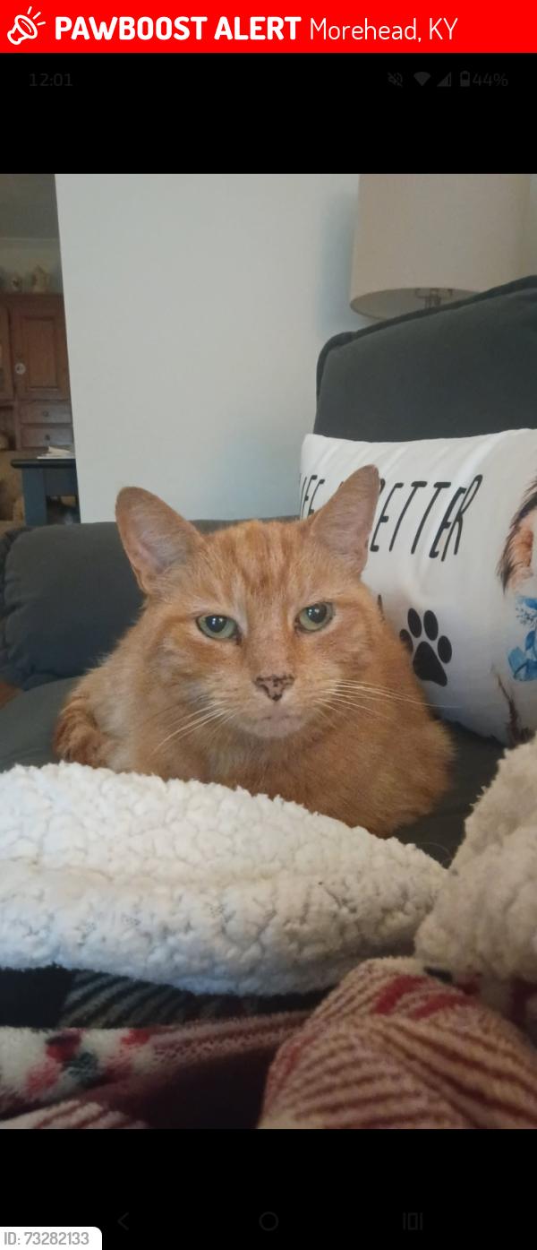 Lost Male Cat last seen Morehead/Rowan Co. area, Morehead, KY 40351