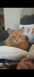 Lost Male Cat last seen Morehead/Rowan Co. area, Morehead, KY 40351