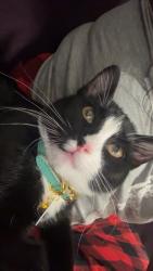 Lost Male Cat last seen Preston hollow apmts, Millcreek, UT 84107
