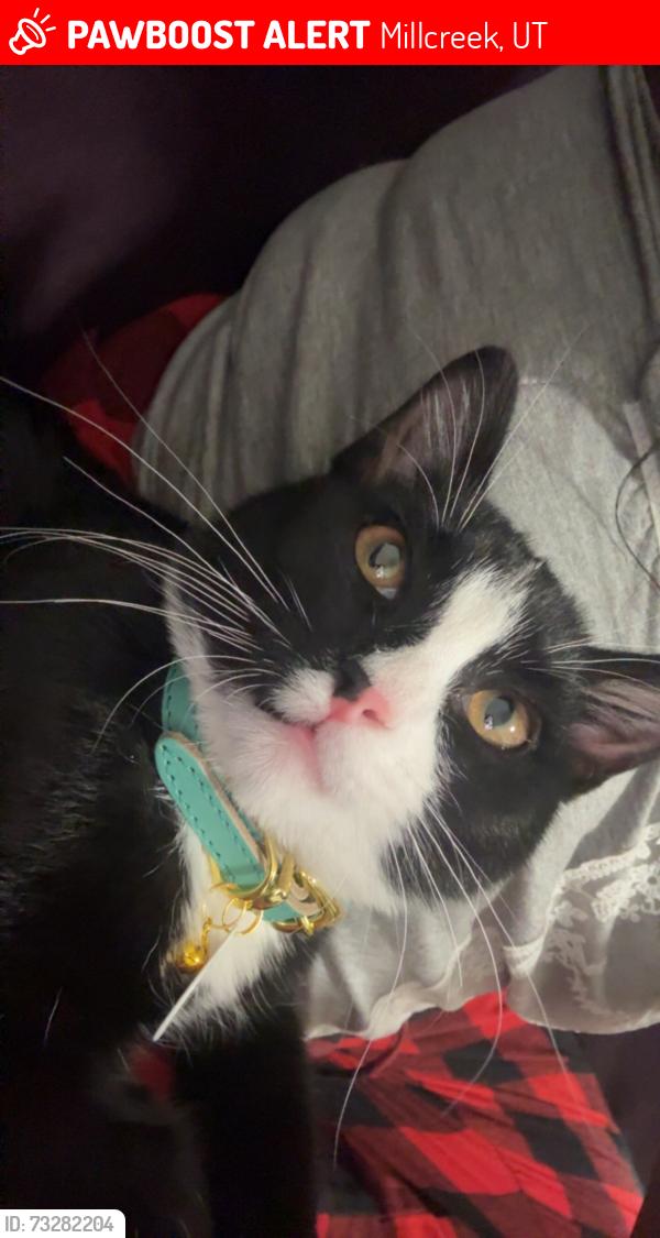 Lost Male Cat last seen Preston hollow apmts, Millcreek, UT 84107