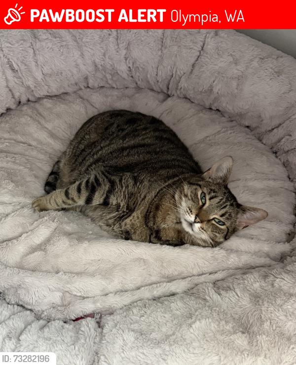 Lost Female Cat last seen Maple Valley Rd and Cedar flts, Olympia, WA 98512