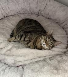 Lost Female Cat last seen Maple Valley Rd and Cedar flts, Olympia, WA 98512
