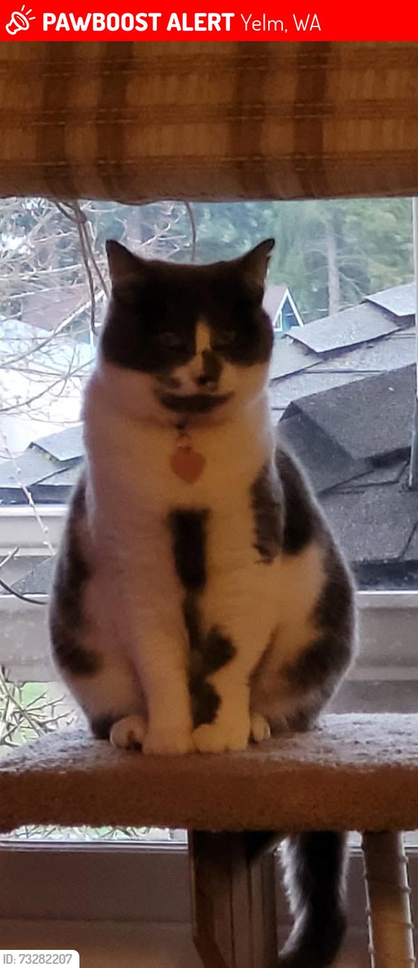 Lost Female Cat last seen Yelm police department, Yelm, WA 98597