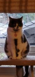 Lost Female Cat last seen Yelm police department, Yelm, WA 98597