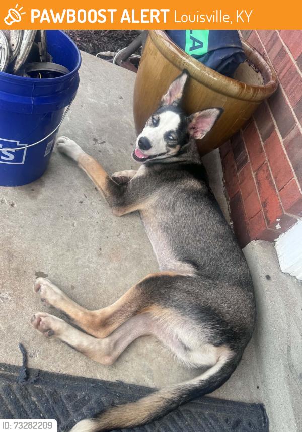 Found/Stray Male Dog last seen Preston hwy, Louisville, KY 40219