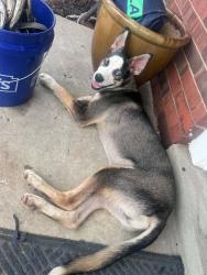 Found/Stray Male Dog last seen Preston hwy, Louisville, KY 40219