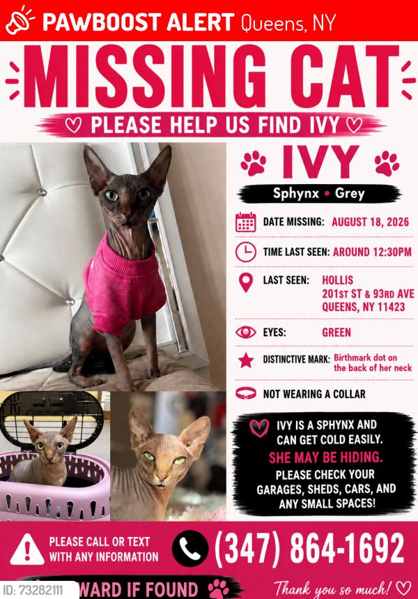 Lost Female Cat last seen 201st st 93av hollis, Queens, NY 11423