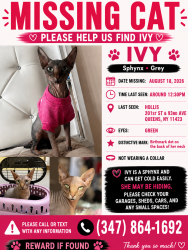 Lost Female Cat last seen 201st st 93av hollis, Queens, NY 11423