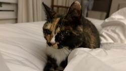 Reunited Female Cat last seen Stamford Bridge, Greater London, England SW6 2JE