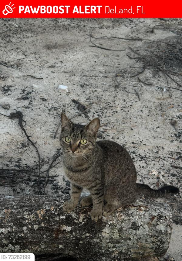 Lost Female Cat last seen jewel drive, DeLand, FL 32720