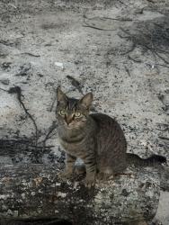 Lost Female Cat last seen jewel drive, DeLand, FL 32720