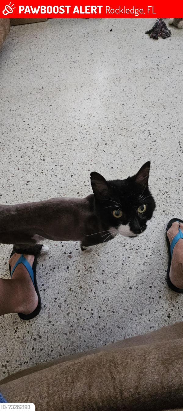 Lost Male Cat last seen Monty Ln/Virginia Ave, Rockledge, FL 32955