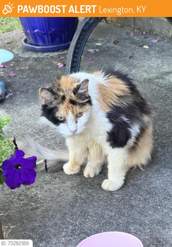 Found/Stray Female Cat last seen Henry Clay and Liberty Road, Lexington, KY 40505