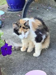 Found/Stray Female Cat last seen Henry Clay and Liberty Road, Lexington, KY 40505