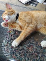 Reunited Male Cat last seen Cameron speedway and Amusements, Prime limousine Services, Hamilton, ON L0R 1W0