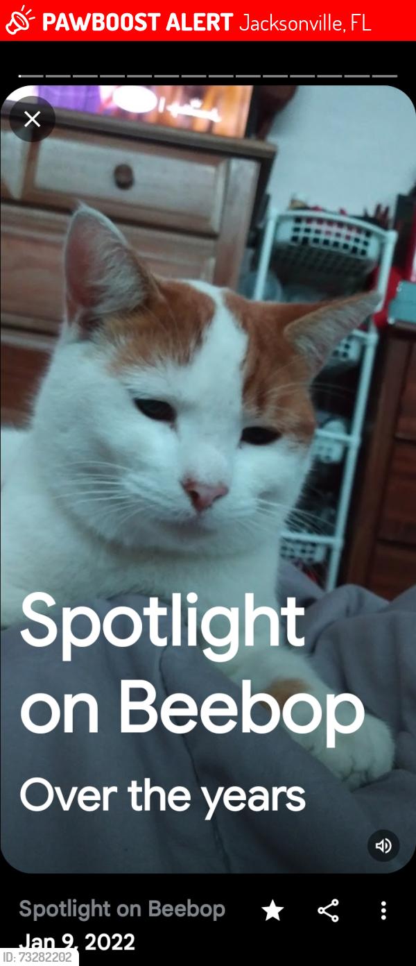 Lost Male Cat last seen Lakeshore and Blanding, Jacksonville, FL 32210
