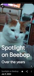 Lost Male Cat last seen Lakeshore and Blanding, Jacksonville, FL 32210