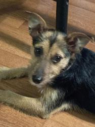 Lost Female Dog last seen Shoals Rd, Pinnacle, NC 27043