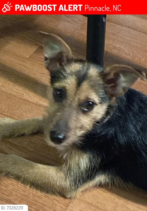 Lost Female Dog last seen Shoals Rd, Pinnacle, NC 27043