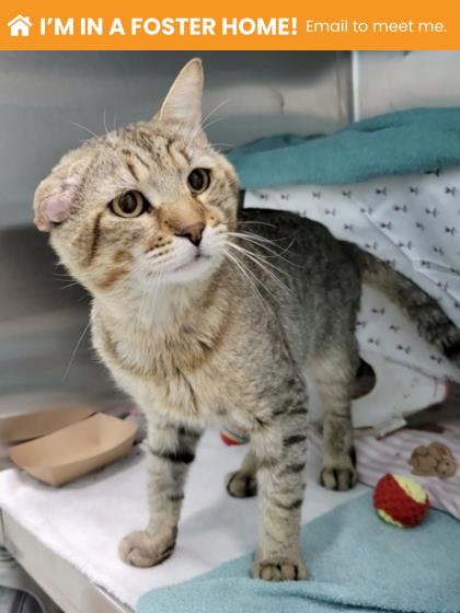 Shelter Stray Male Cat last seen Near blk Danville Ave, 21224, MD, 2490 Giles Rd, Baltimore, MD 21225, USA