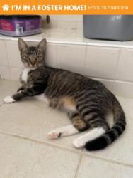 Shelter Stray Female Cat last seen Near 7th St, 21225, MD, 2490 Giles Rd, Baltimore, MD 21225, USA