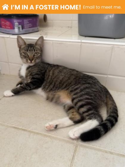 Shelter Stray Female Cat last seen Near 7th St, 21225, MD, 2490 Giles Rd, Baltimore, MD 21225, USA