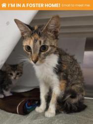 Shelter Stray Female Cat last seen Near N Milton Ave, 21213, MD, 2490 Giles Rd, Baltimore, MD 21225, USA