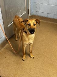 Shelter Stray Male Dog last seen Near Cricket Run, STONE MOUNTAIN, GA, 30083, 30083, GA, 3280 Chamblee Dunwoody Rd, Chamblee, GA 30341, USA