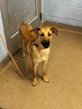 Shelter Stray Male Dog last seen Near Cricket Run, STONE MOUNTAIN, GA, 30083, 30083, GA, 3280 Chamblee Dunwoody Rd, Chamblee, GA 30341, USA