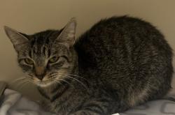 Shelter Stray Female Cat last seen Near High Gate Ln, Decatur, GA 30038, 30038, GA, 3280 Chamblee Dunwoody Rd, Chamblee, GA 30341, USA