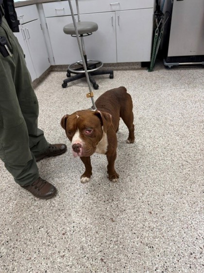 Shelter Stray Male Dog last seen Near N Ransom St, Gastonia, NC, 1491 Business Park Ct, Gastonia, NC 28052, USA