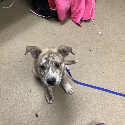 Shelter Stray Female Dog last seen Near South Hughes Ave, East District, TX, 355 Hillshire Dr, Haslet, TX 76052, USA