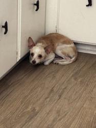 Shelter Stray Male Dog last seen Near REDWOOD BLVD, East District, TX, 355 Hillshire Dr, Haslet, TX 76052, USA