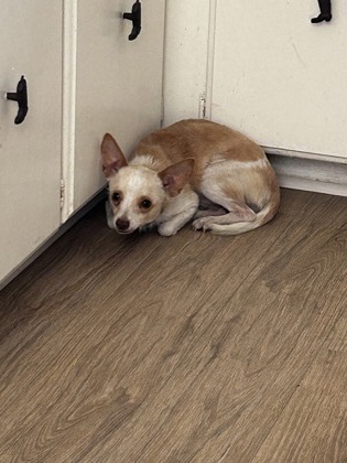 Shelter Stray Male Dog last seen Near REDWOOD BLVD, East District, TX, 355 Hillshire Dr, Haslet, TX 76052, USA