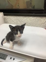 Shelter Stray Male Cat last seen Near Hamsted St, South District, TX, 355 Hillshire Dr, Haslet, TX 76052, USA