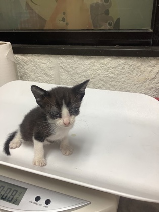 Shelter Stray Male Cat last seen Near Hamsted St, South District, TX, 355 Hillshire Dr, Haslet, TX 76052, USA