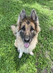 Shelter Stray Female Dog last seen Unknown, Floral City, FL, 4030 S Airport Rd, Inverness, FL 34450, USA