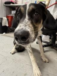 Shelter Stray Male Dog last seen S Wadsworth Ave, Beverly Hills, FL, 4030 S Airport Rd, Inverness, FL 34450, USA