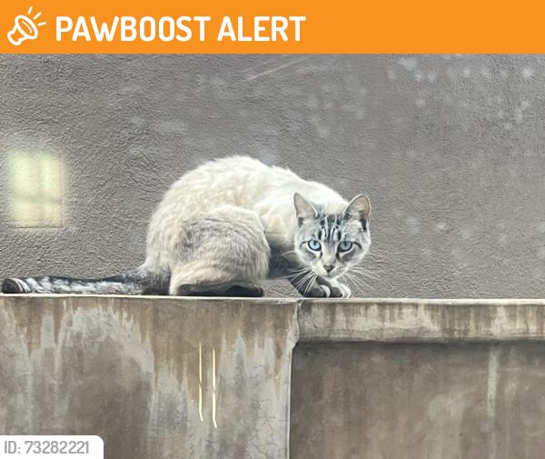 Found/Stray Female Cat last seen 12th and Main, Huntington Beach, CA 92648