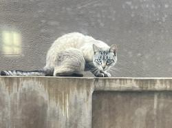 Found/Stray Female Cat last seen 12th and Main, Huntington Beach, CA 92648