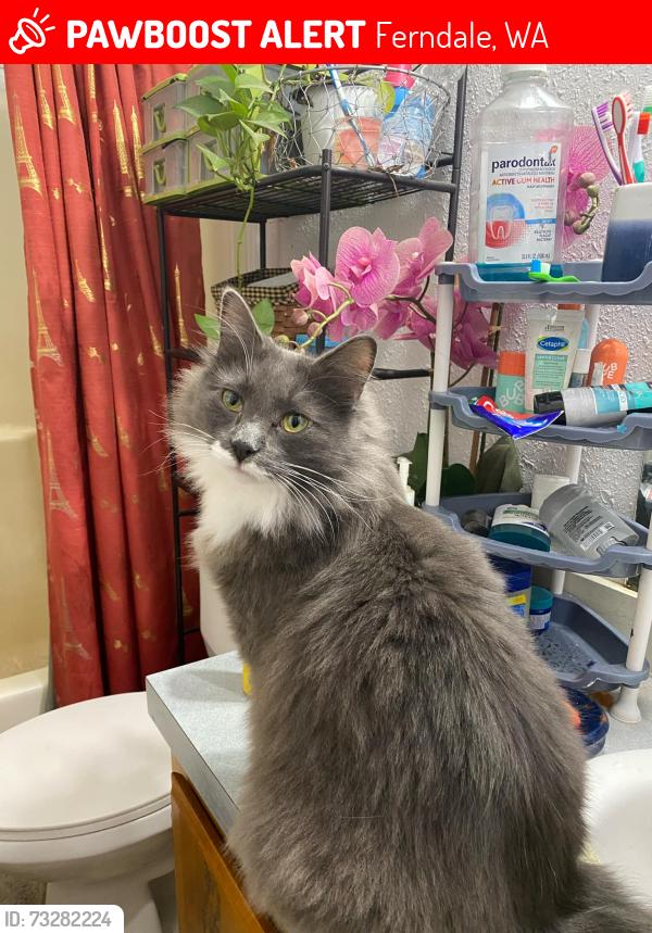 Lost Male Cat last seen Near grandview rd ferndale wa 98248, Ferndale, WA 98248