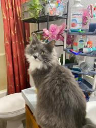 Lost Male Cat last seen Near grandview rd ferndale wa 98248, Ferndale, WA 98248