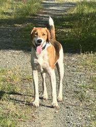 Lost Male Dog last seen Underwood Road, Homebush, NSW 2140