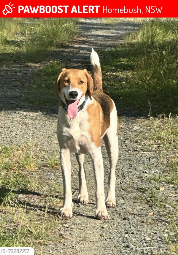 Lost Male Dog last seen Underwood Road, Homebush, NSW 2140