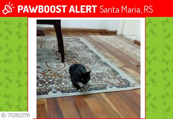 Lost Female Cat last seen Rua Barão do Triunfo quase esquina com Silva Jardim, Santa Maria, RS 
