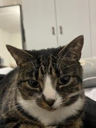 Lost Male Cat last seen Groft Gardens Cambuslang, Cambuslang, Scotland 