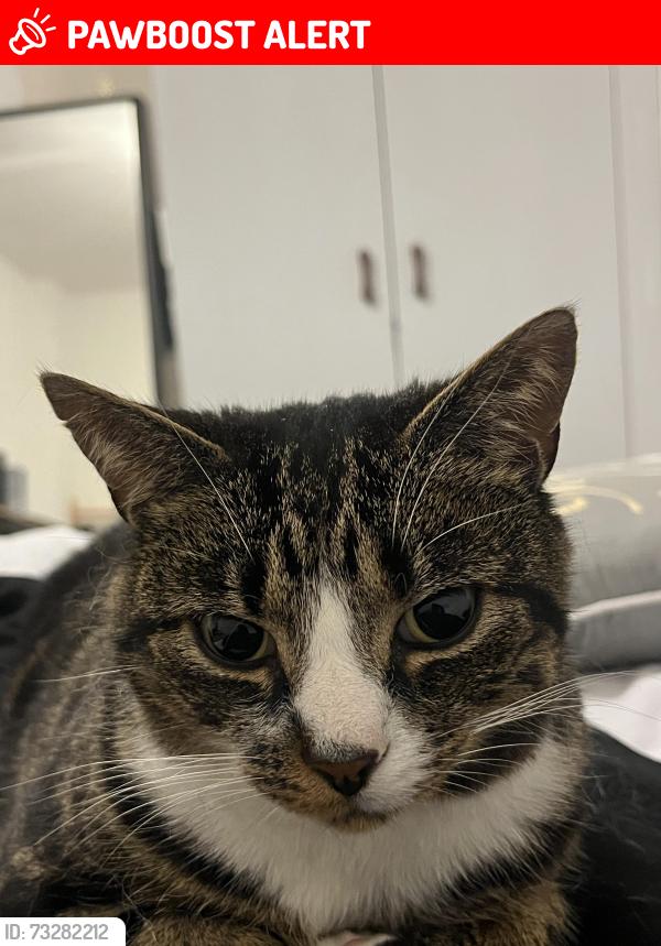 Lost Male Cat last seen Groft Gardens Cambuslang, Cambuslang, Scotland 