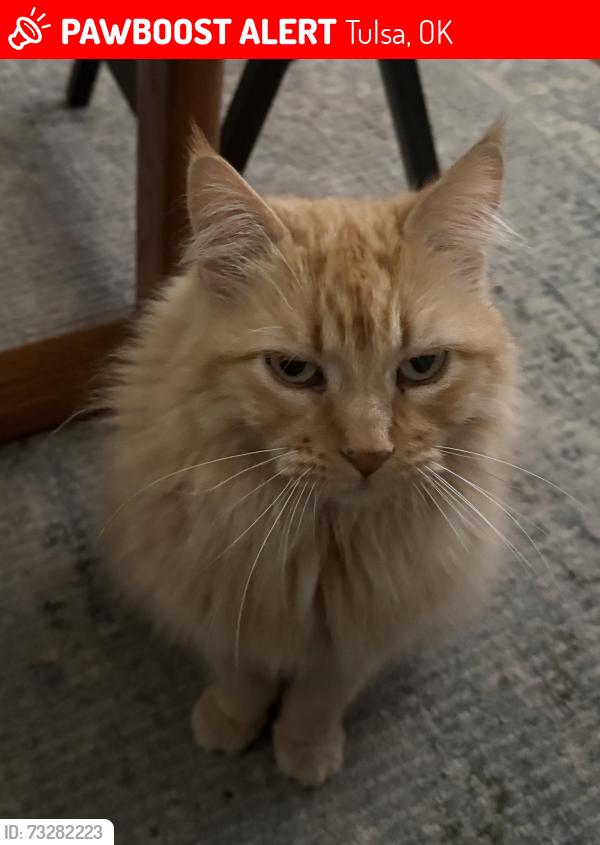 Lost Female Cat last seen Webster High School, Tulsa, OK 74107