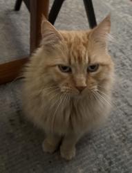 Lost Female Cat last seen Webster High School, Tulsa, OK 74107