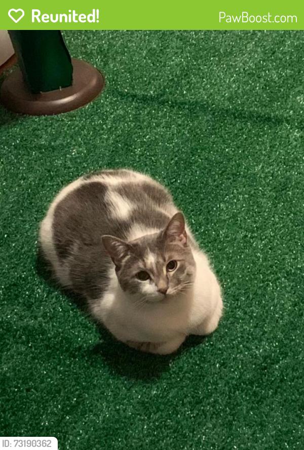 Reunited Female Cat last seen S 18th street between Mineral and Scott, Milwaukee, WI 53221